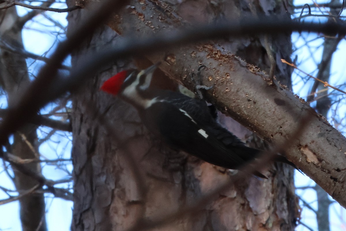 Pileated Woodpecker - ML636086405