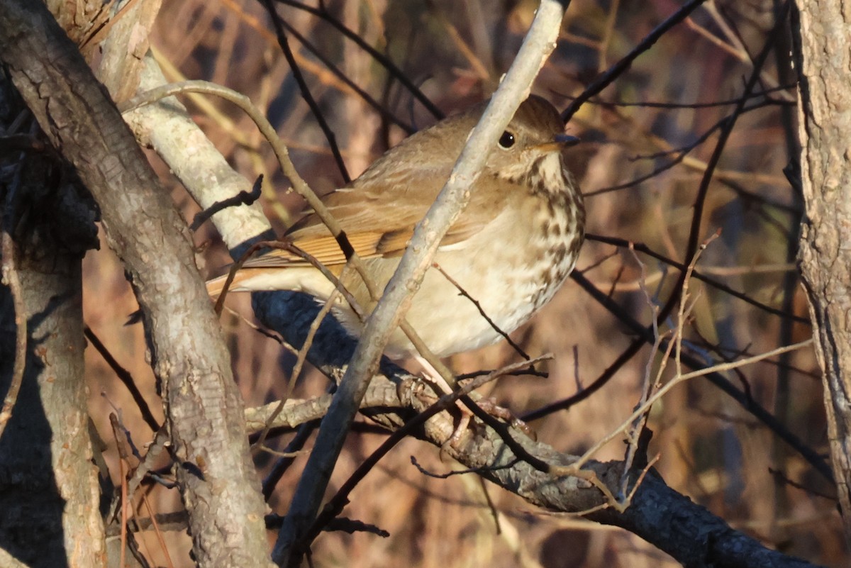 Hermit Thrush - ML636086408