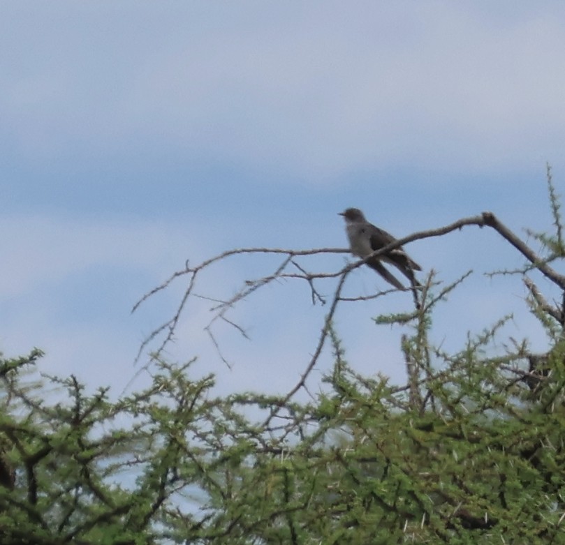 African Cuckoo - ML636086468