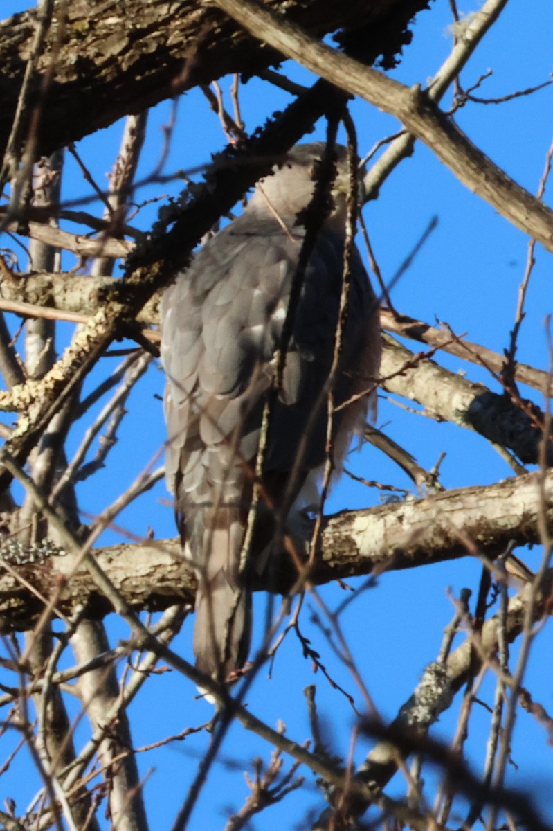 Cooper's Hawk - ML636086484