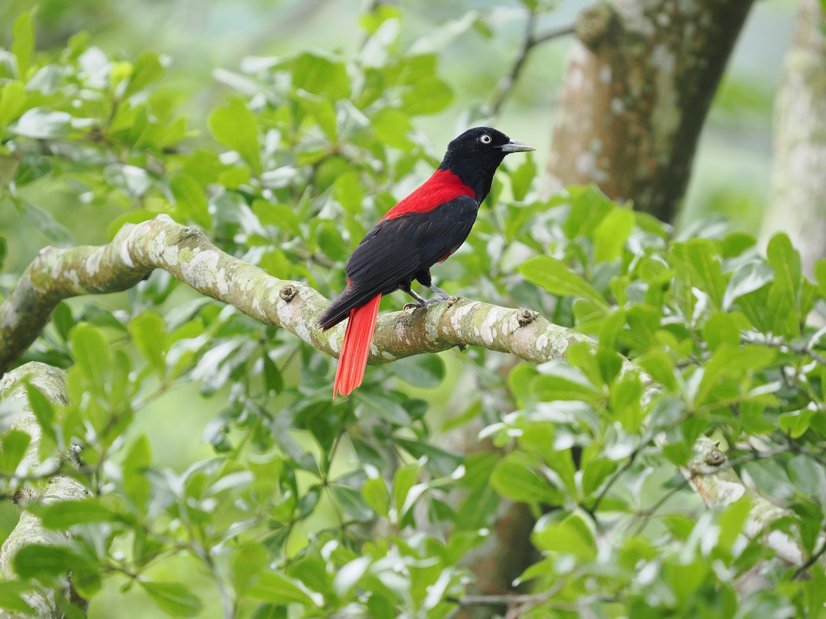 Maroon Oriole - ML636086592