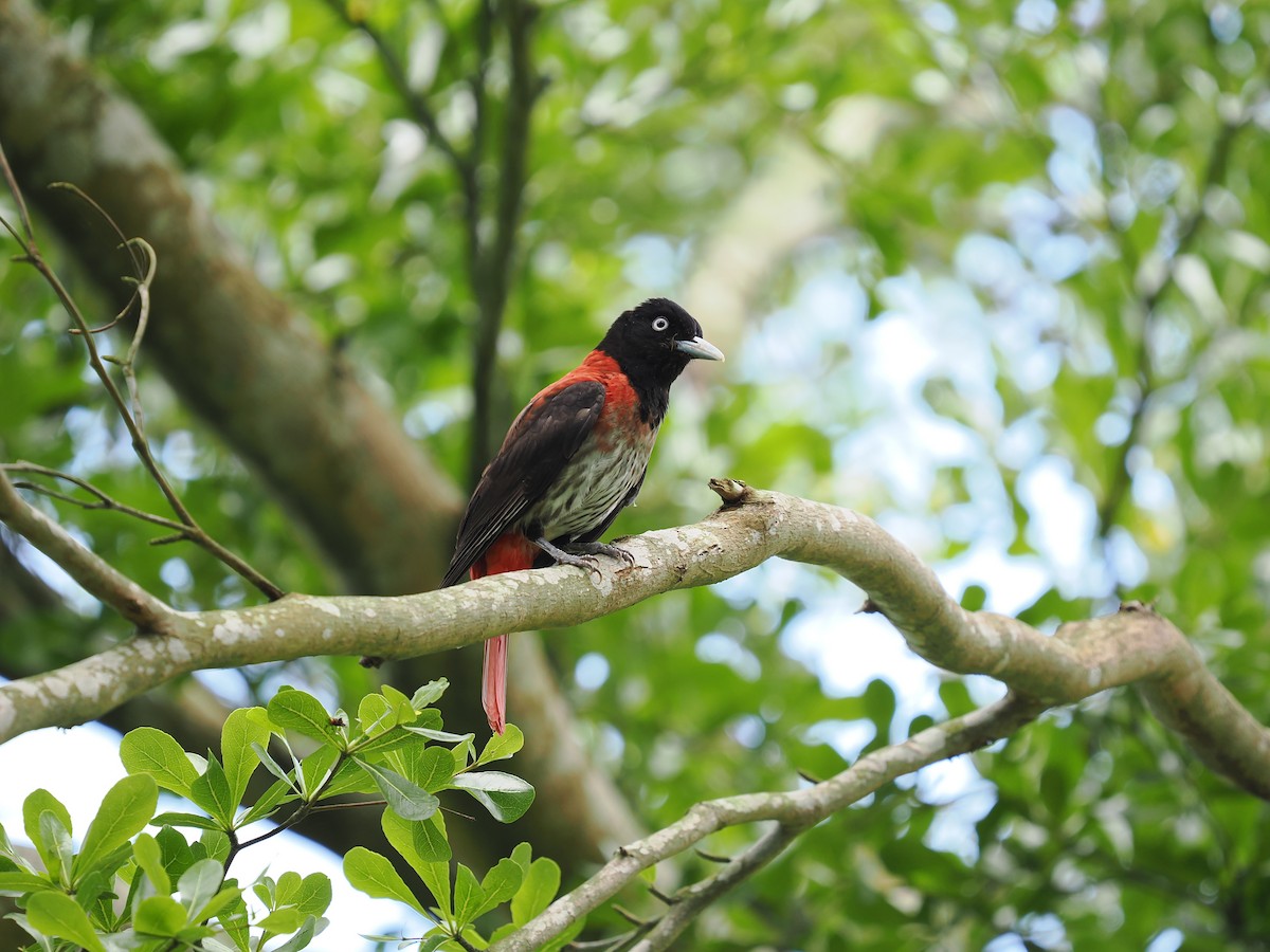 Maroon Oriole - ML636086605