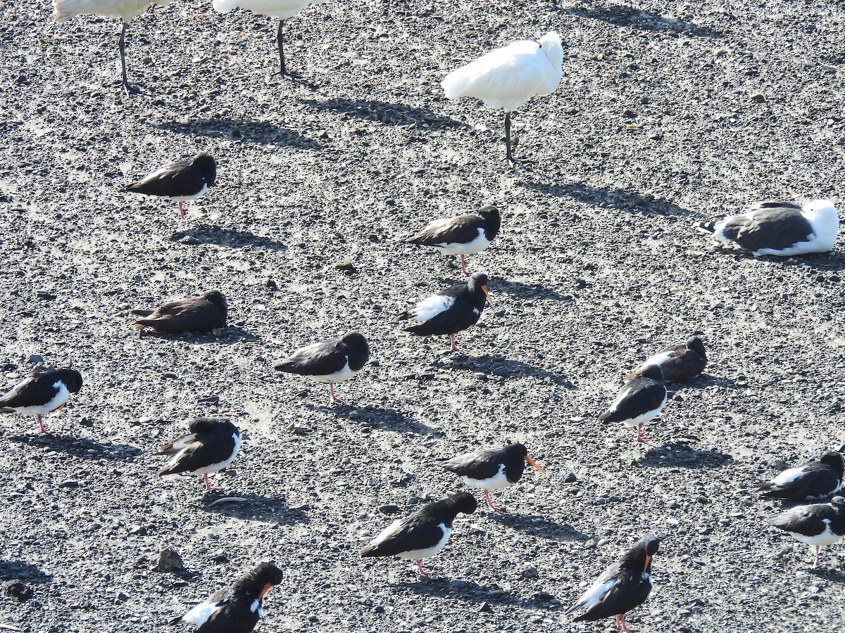 South Island Oystercatcher - ML636086829