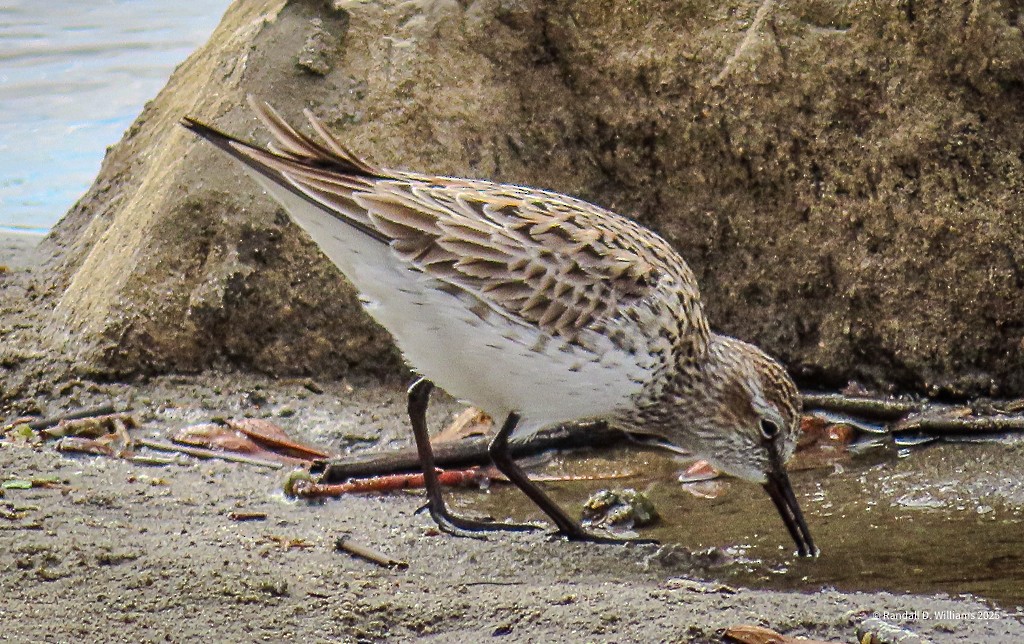 White-rumped Sandpiper - ML636086889