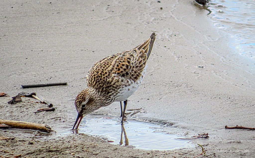 White-rumped Sandpiper - ML636086916