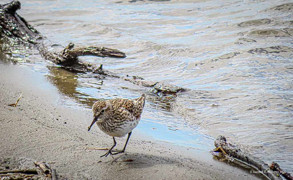 White-rumped Sandpiper - ML636086935