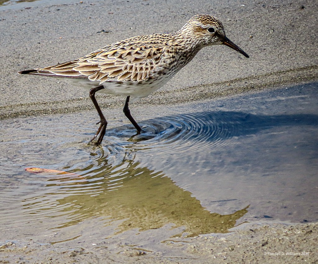 White-rumped Sandpiper - ML636086958