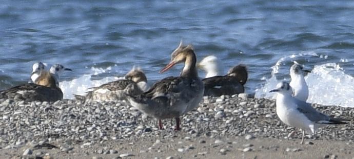 Common/Red-breasted Merganser - ML636086959