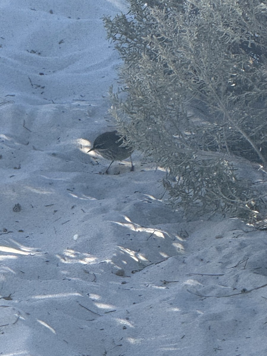 Spotted Scrubwren - ML636086995