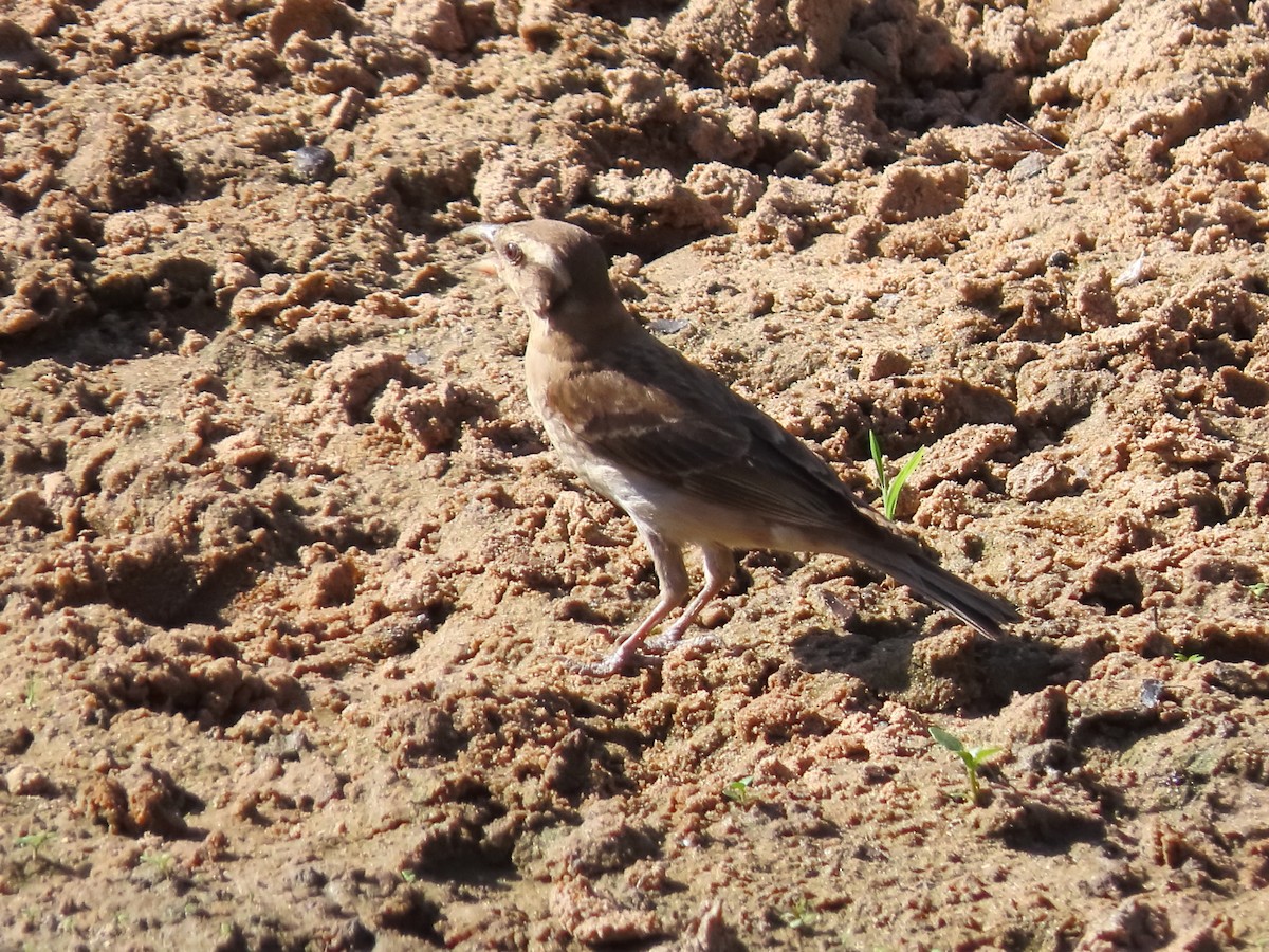 Yellow-throated Bush Sparrow - ML636087017
