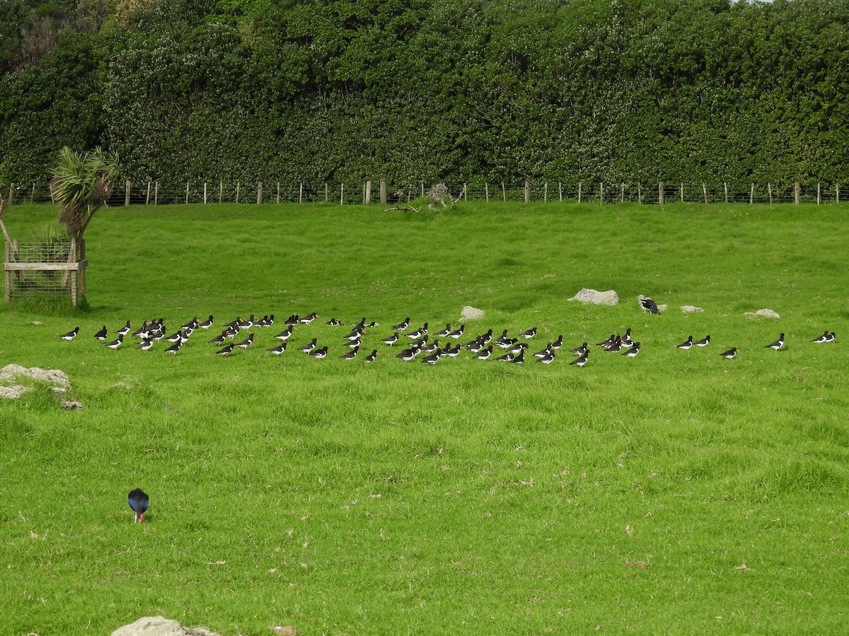 South Island Oystercatcher - ML636087064