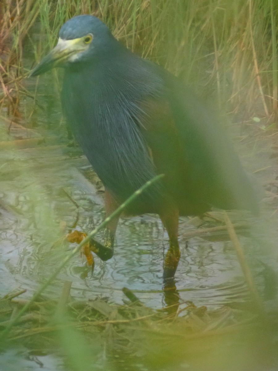 Rufous-bellied Heron - ML636087221