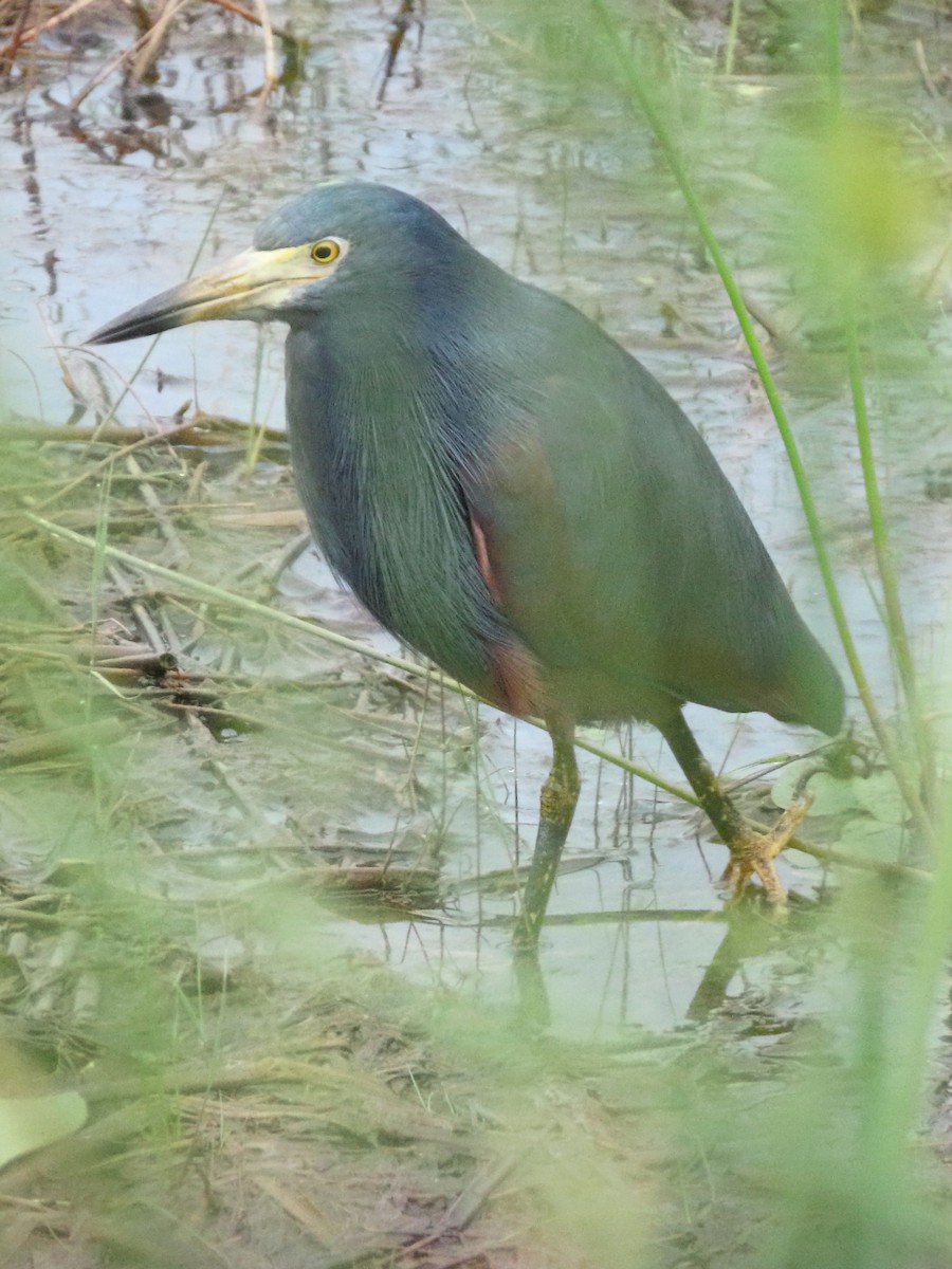 Rufous-bellied Heron - ML636087222