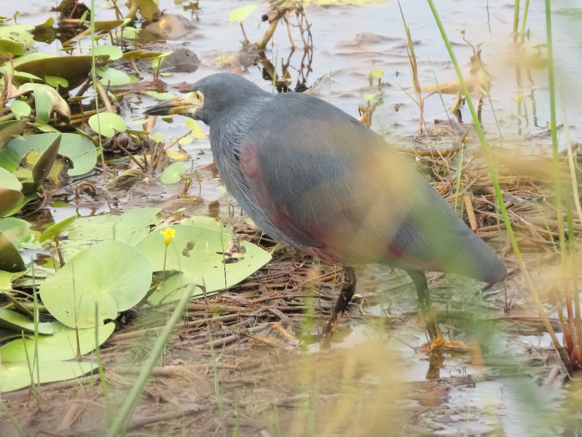 Rufous-bellied Heron - ML636087224