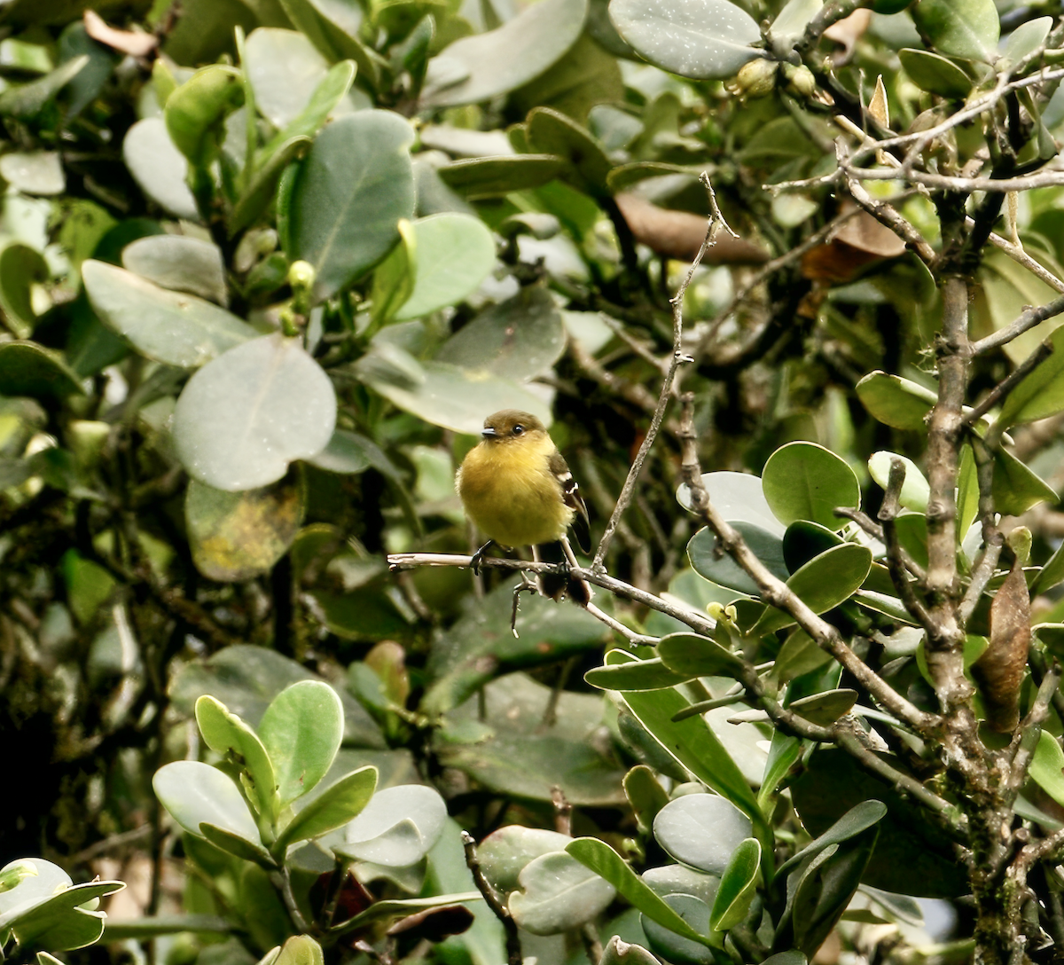 Ochraceous-breasted Flycatcher - ML636087231