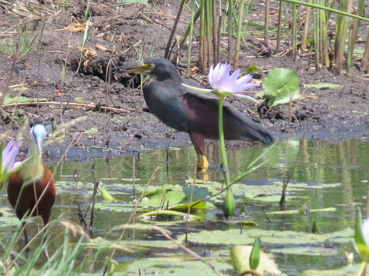 Rufous-bellied Heron - ML636087290