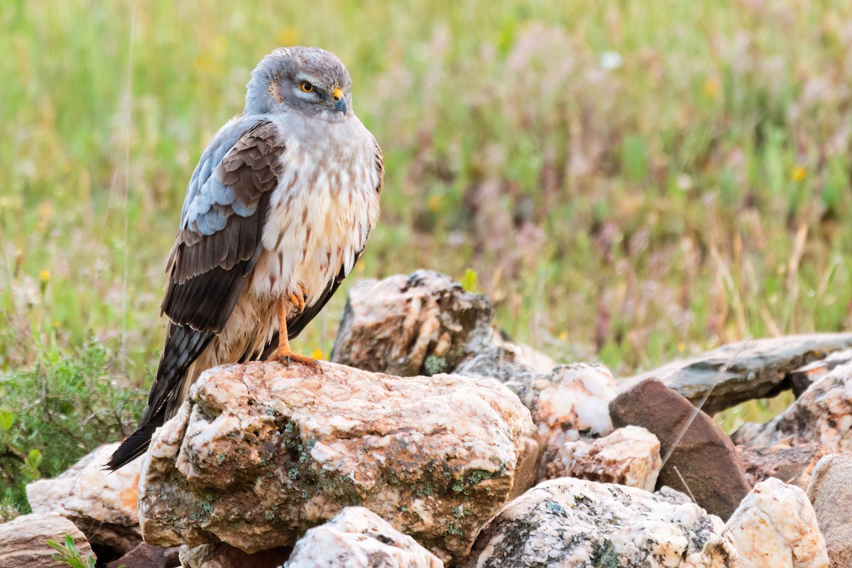 Montagu's Harrier - ML636087296