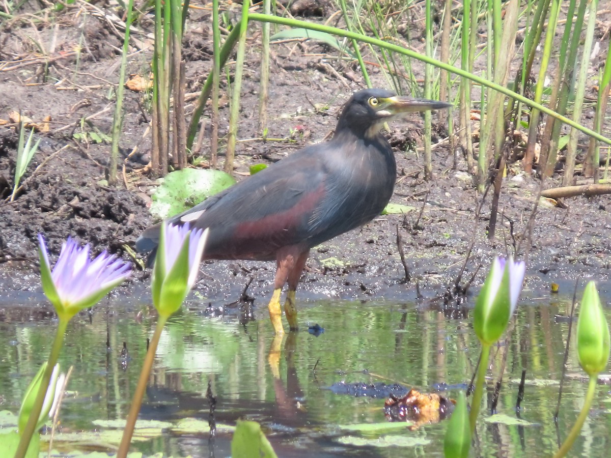 Rufous-bellied Heron - ML636087344