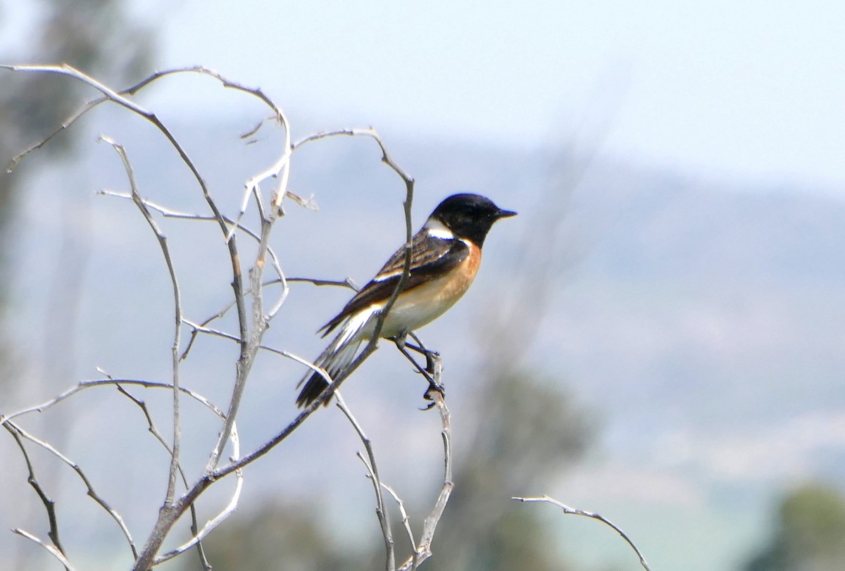 Siberian Stonechat (Caspian) - ML636087346
