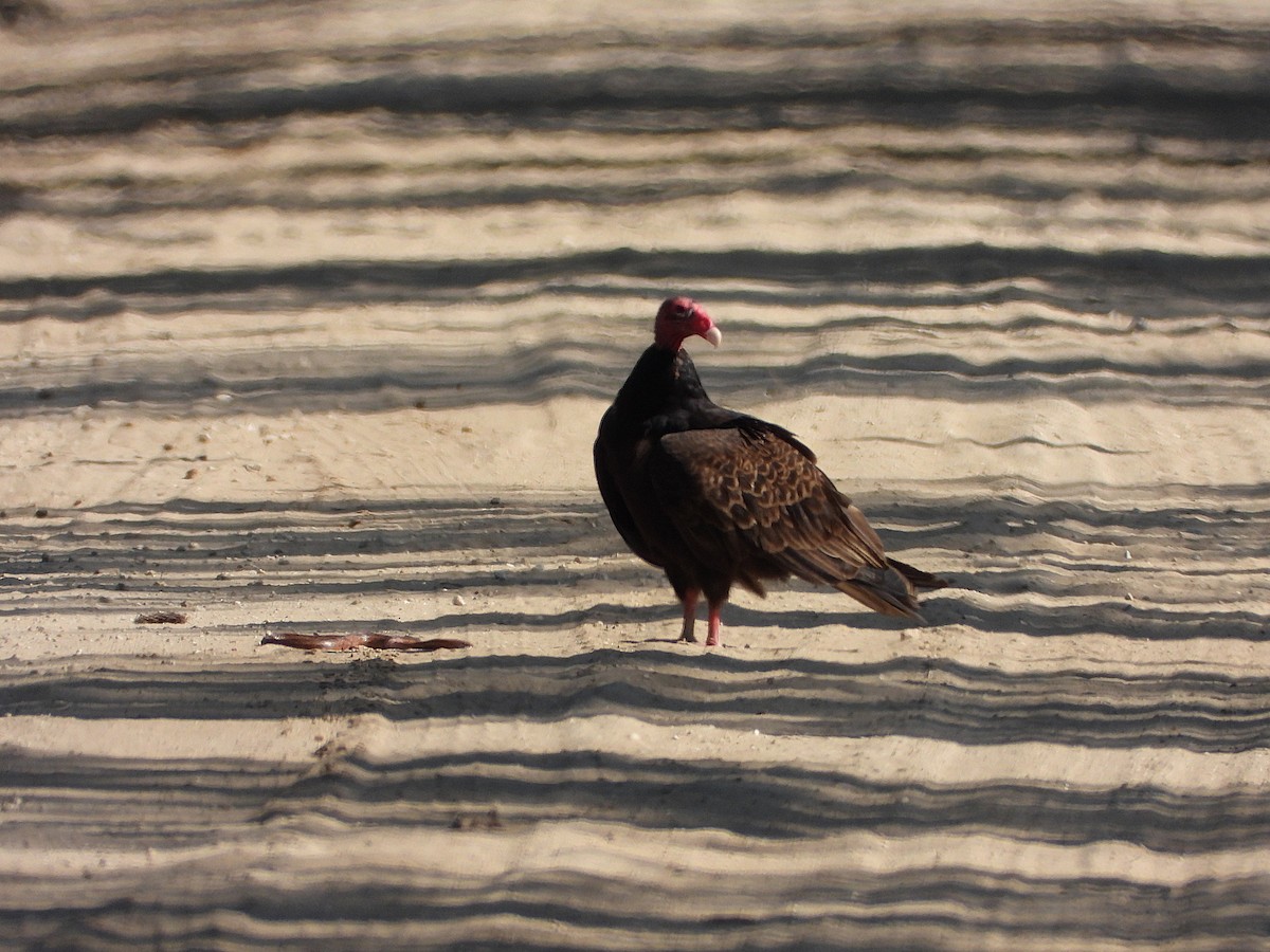 Turkey Vulture - ML636087368
