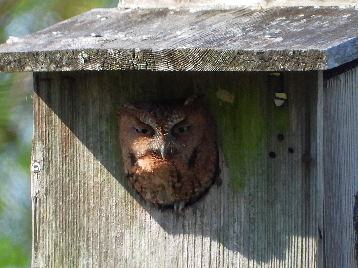 Eastern Screech-Owl - ML636087405