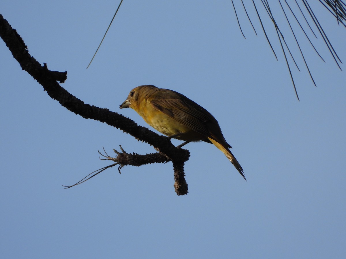 Summer Tanager - ML636087419