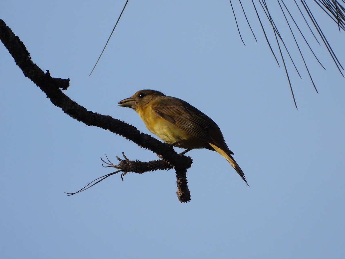 Summer Tanager - ML636087420