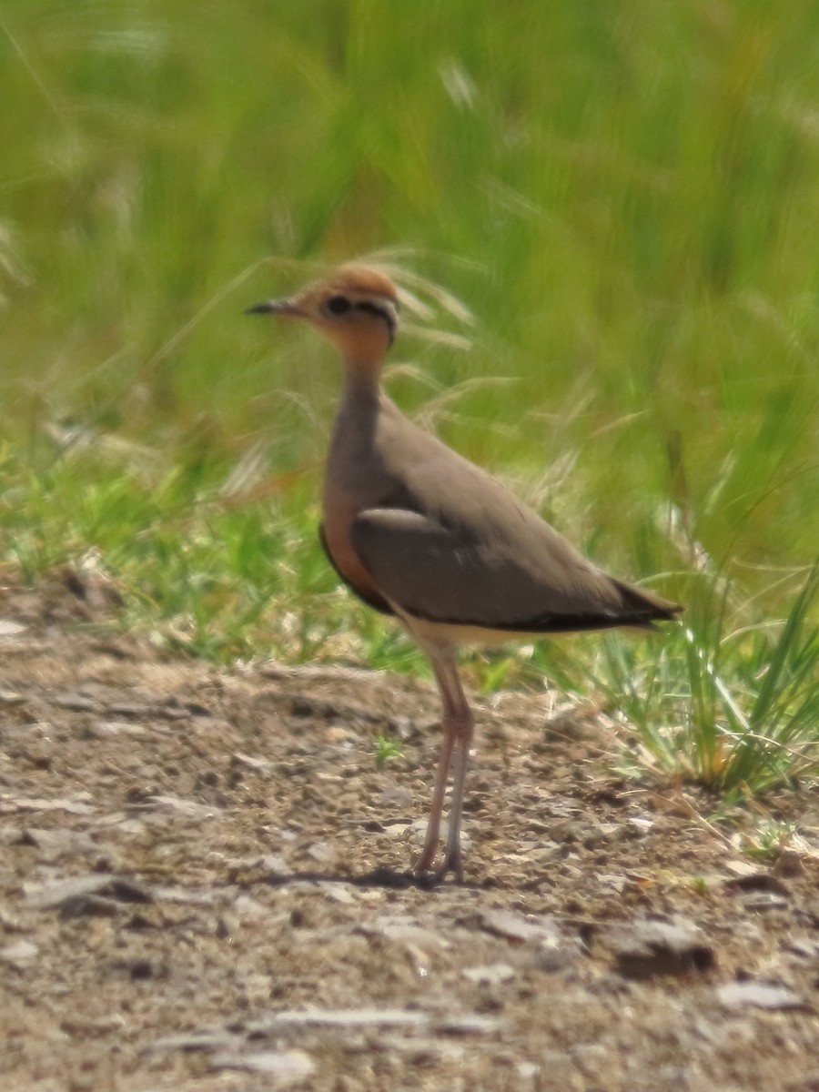 Courvite de Temminck - ML636087564