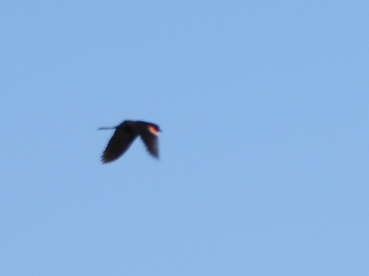 Tricolored Blackbird - ML636087569