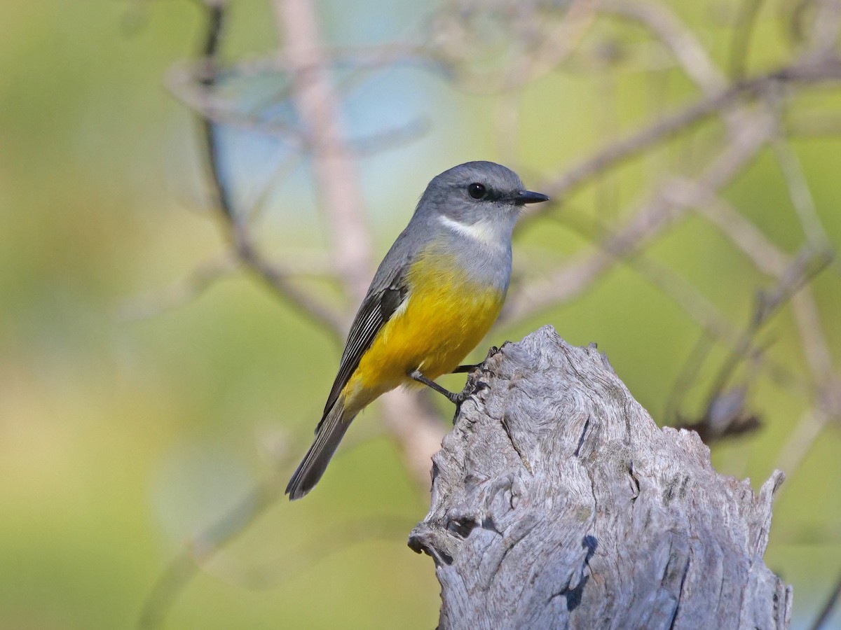 Western Yellow Robin - ML636087587