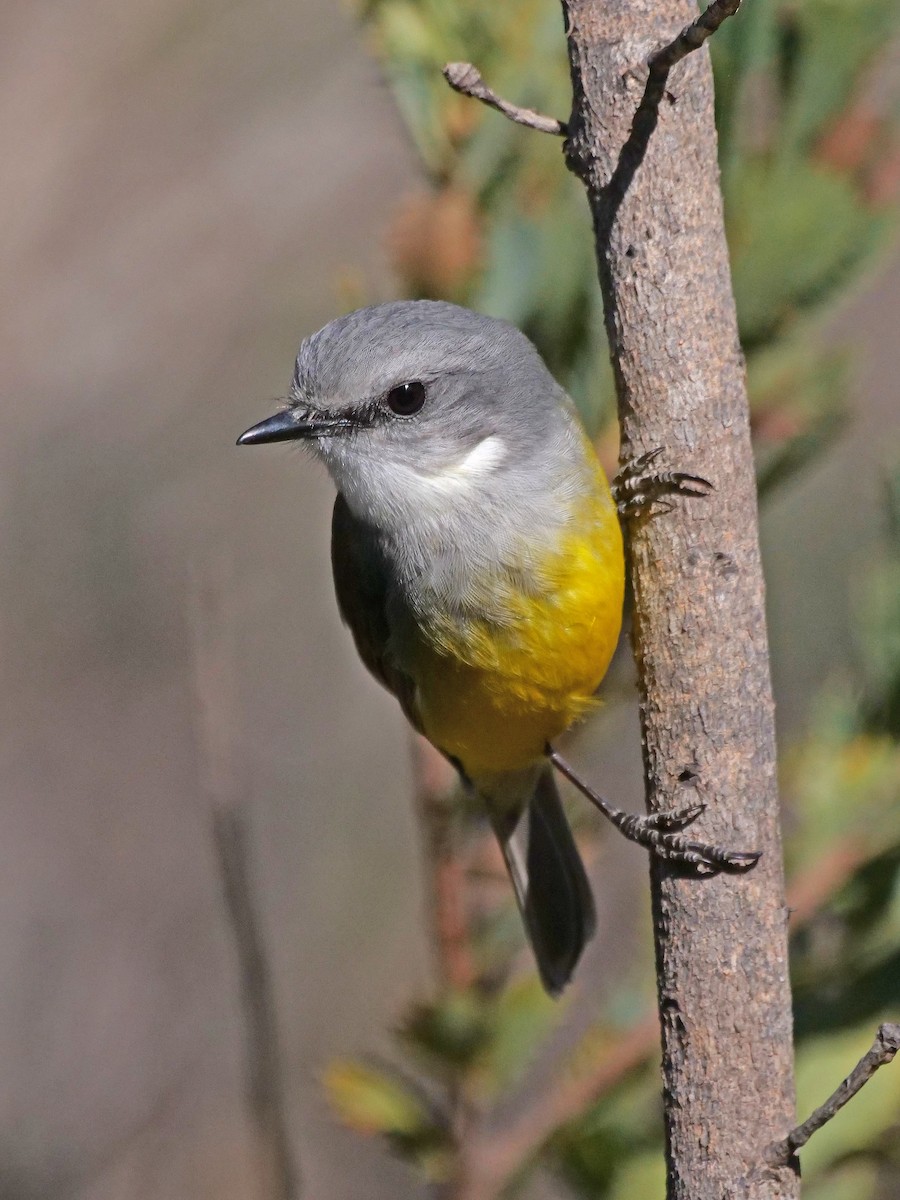 Western Yellow Robin - ML636087601