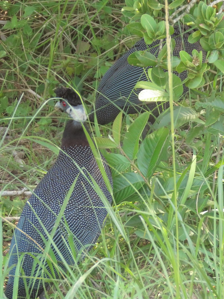 Southern Crested Guineafowl - ML636087680