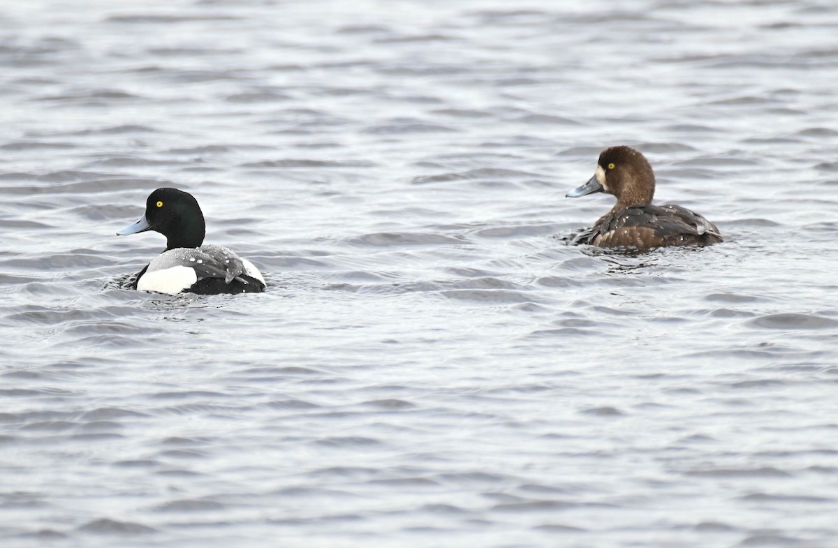 Fuligule milouinan - ML636087740