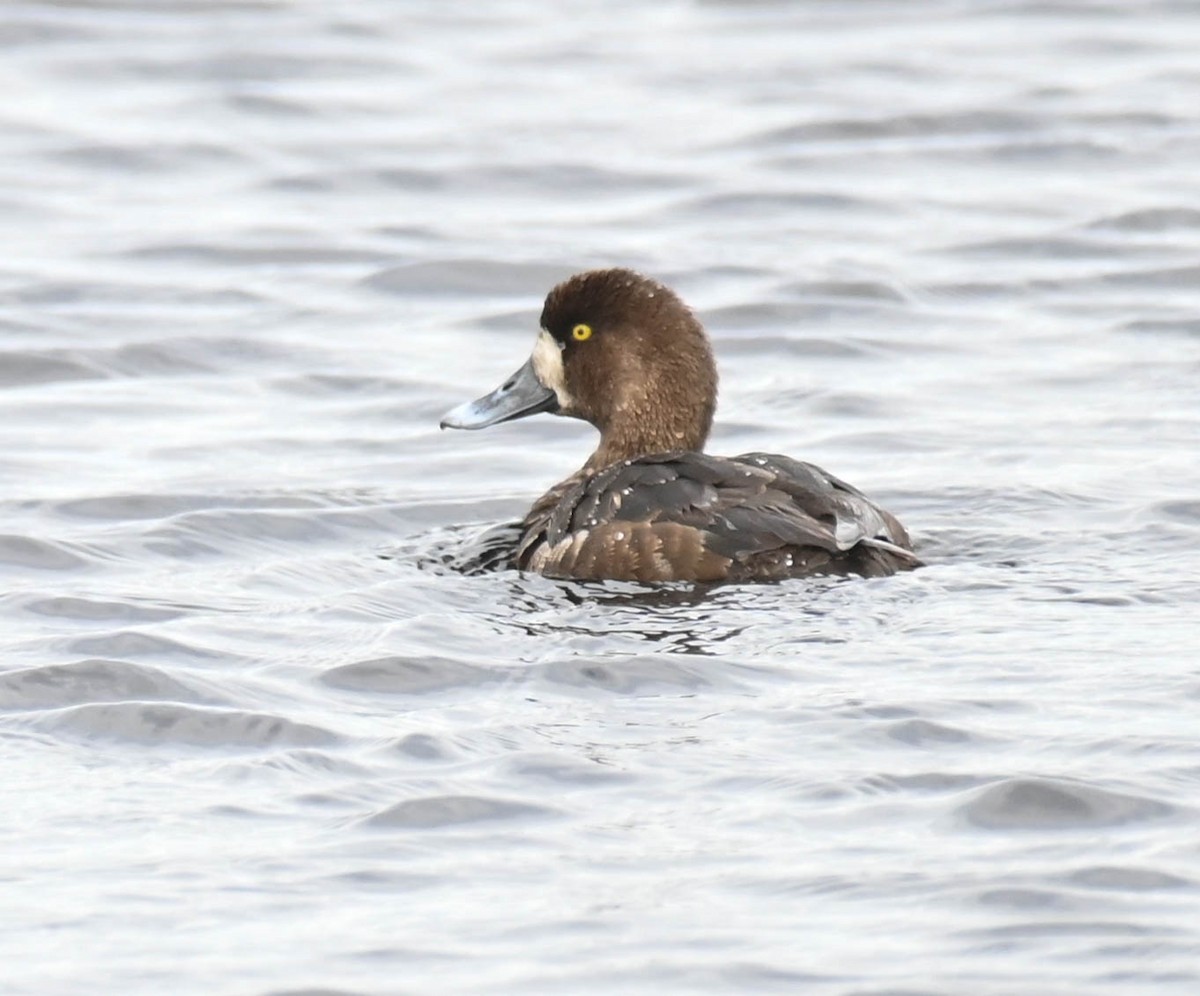 Fuligule milouinan - ML636087741