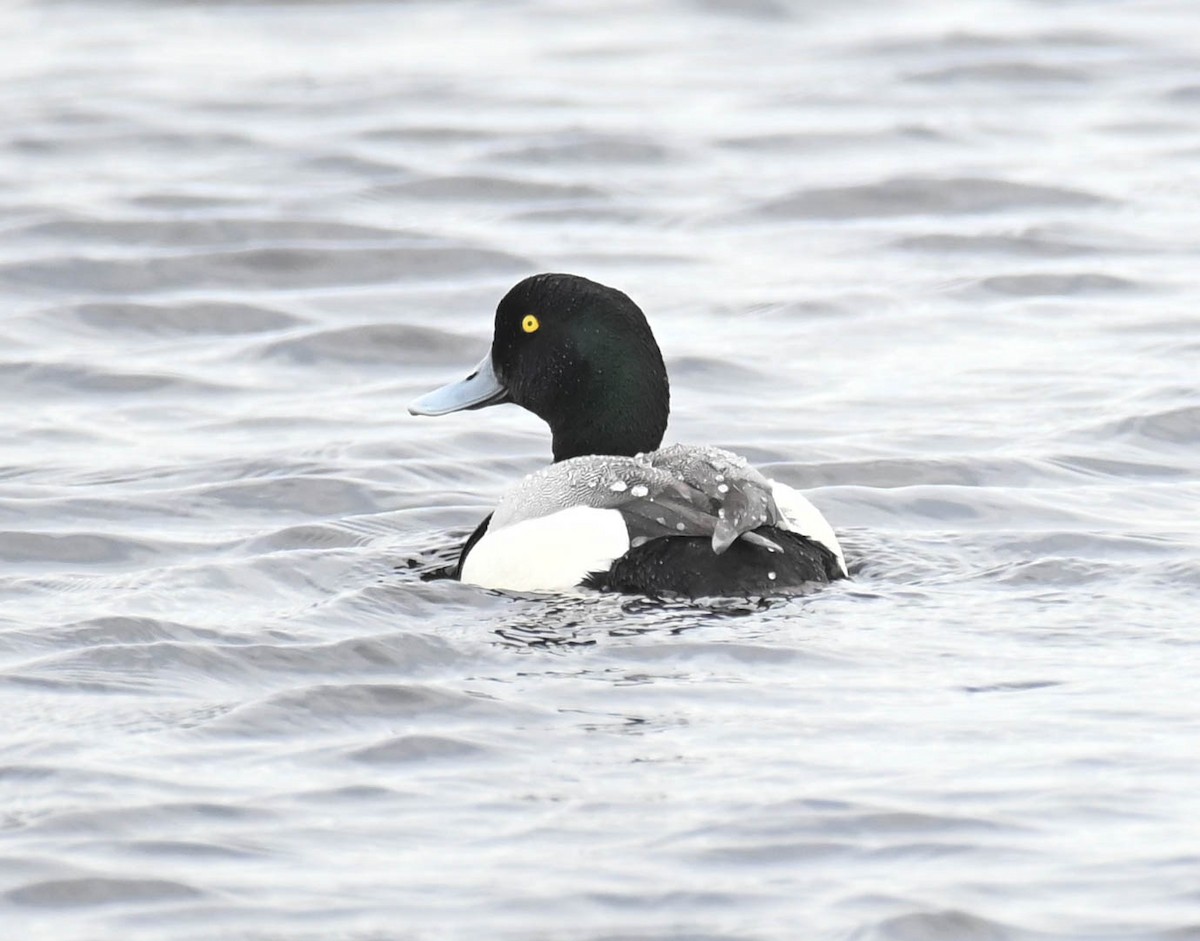 Fuligule milouinan - ML636087742