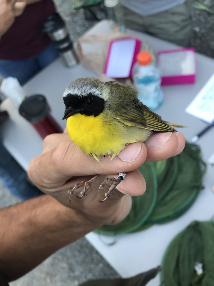 Common Yellowthroat - ML63608781