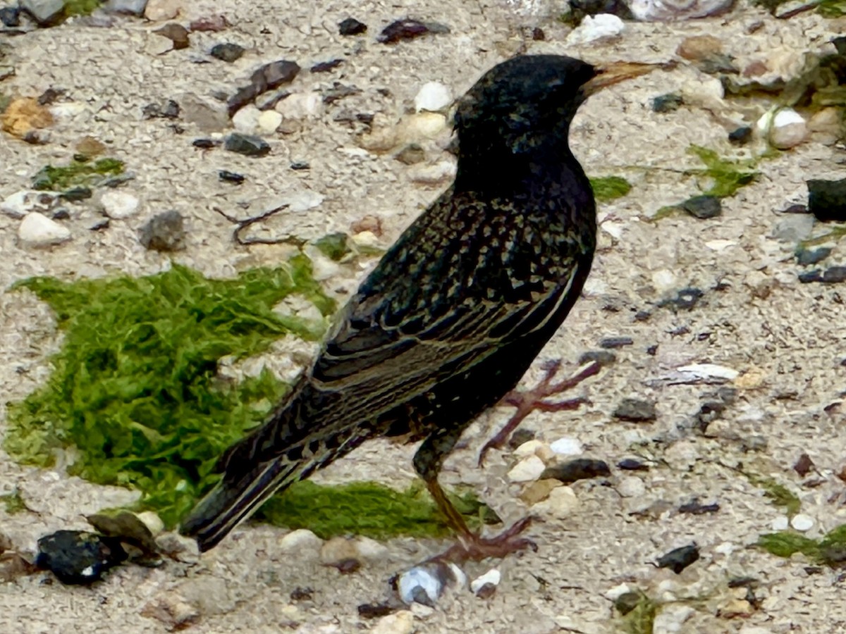 European Starling - ML636087924
