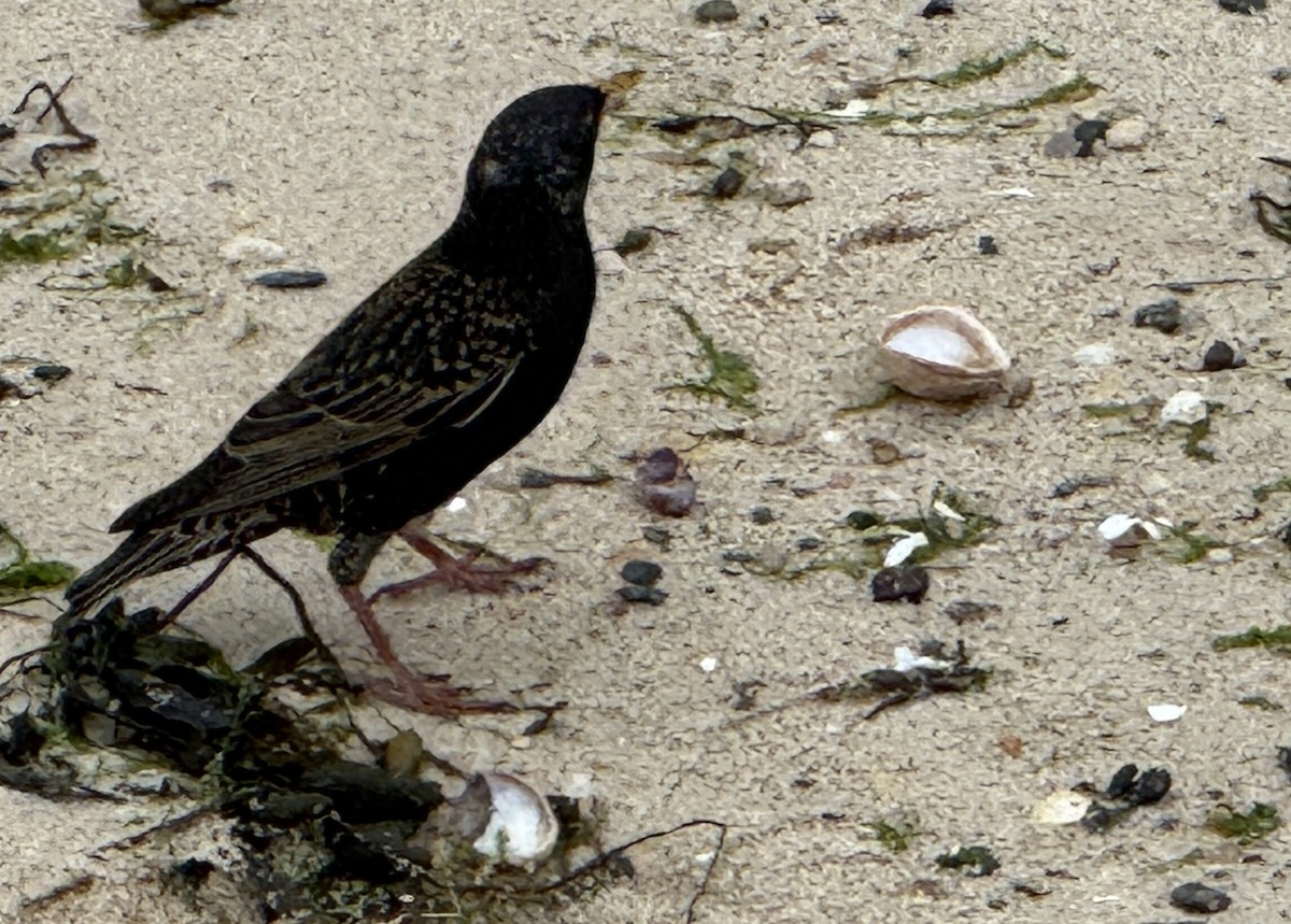 European Starling - ML636087925
