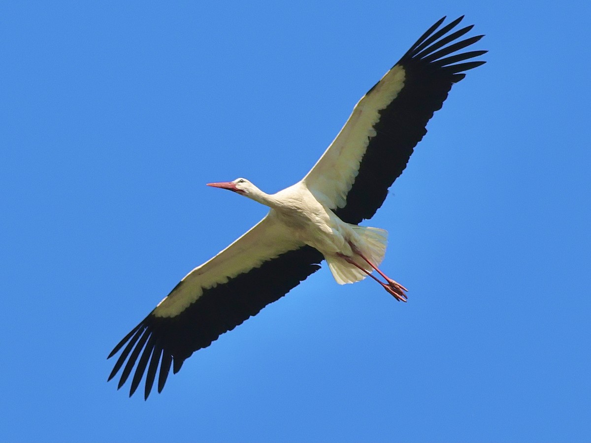 White Stork - ML636087996
