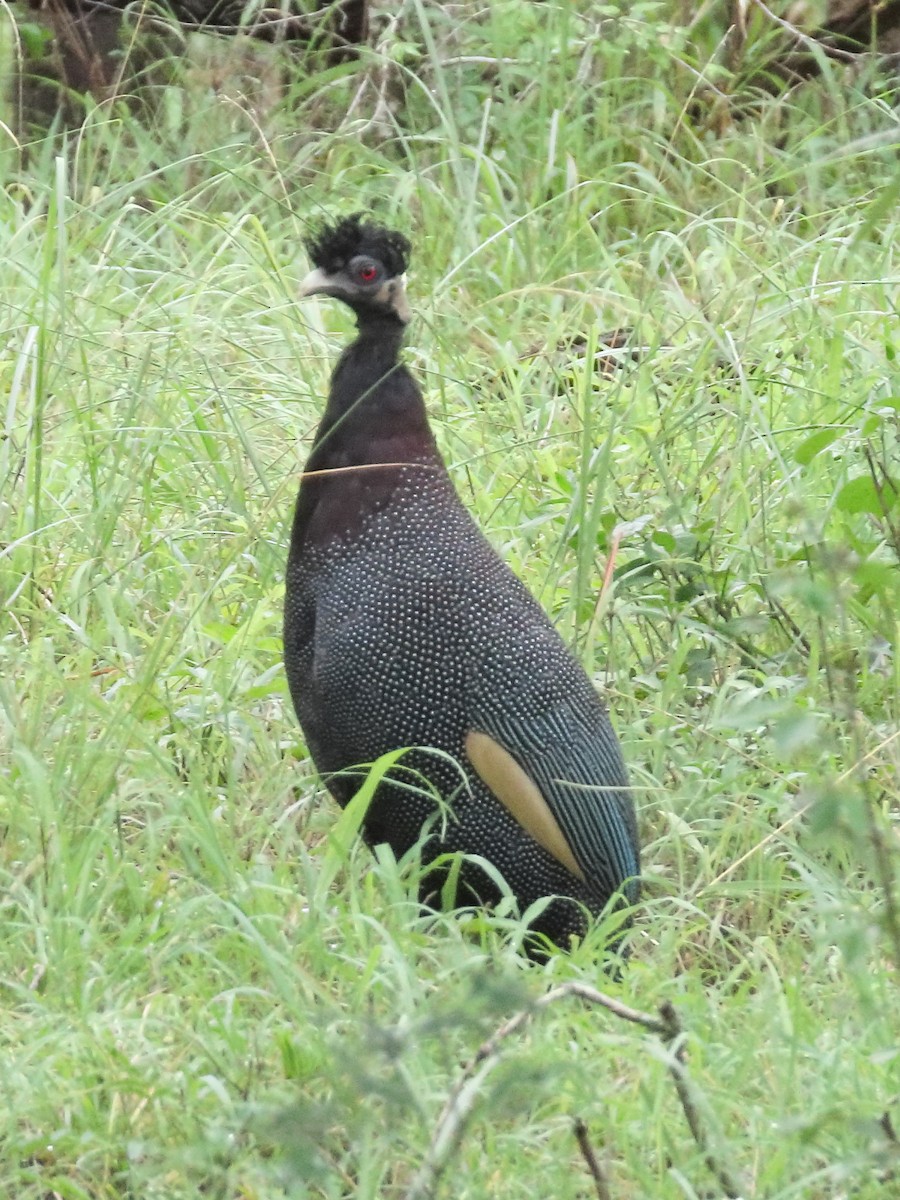Southern Crested Guineafowl - ML636088053