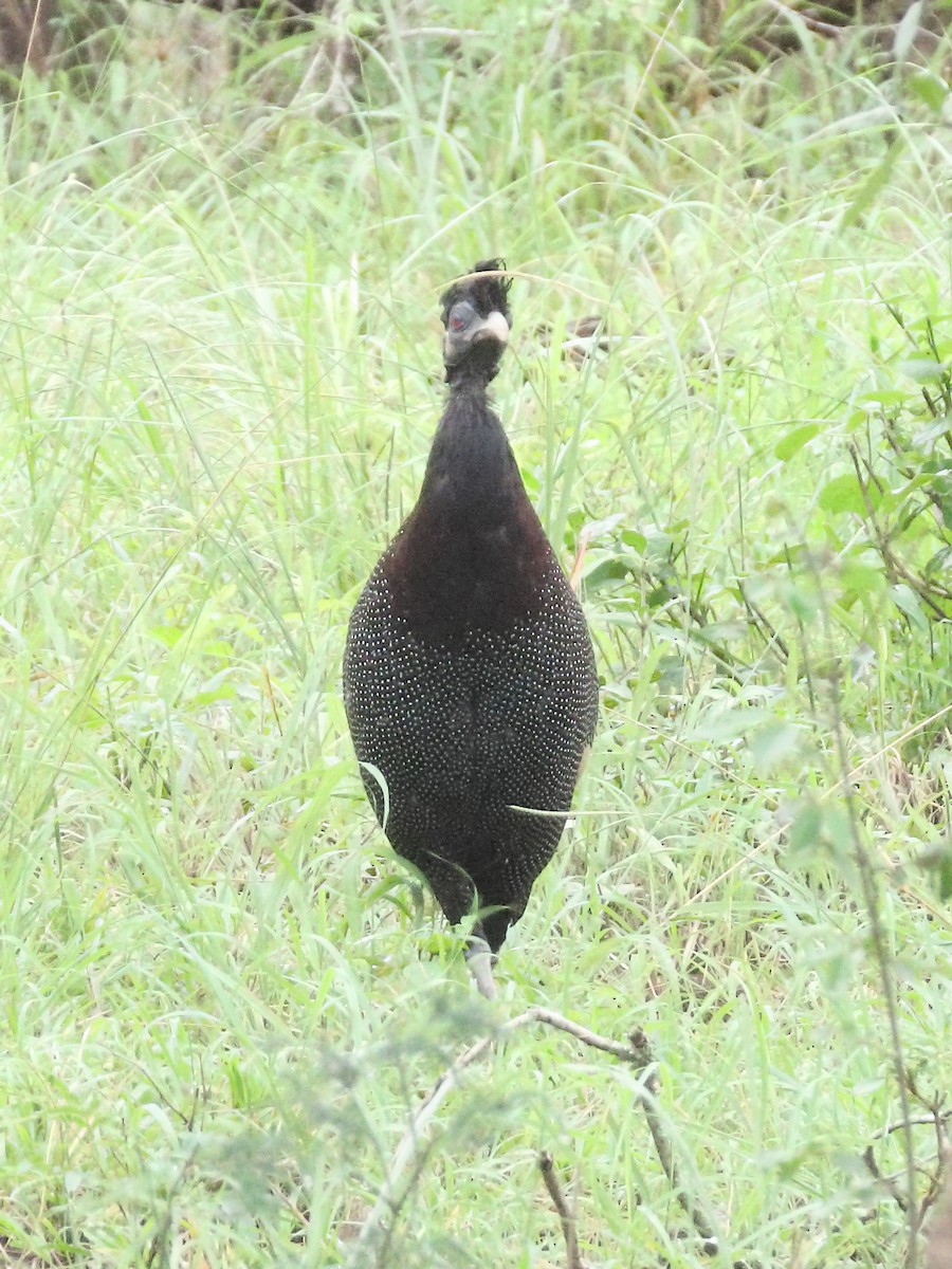 Southern Crested Guineafowl - ML636088054