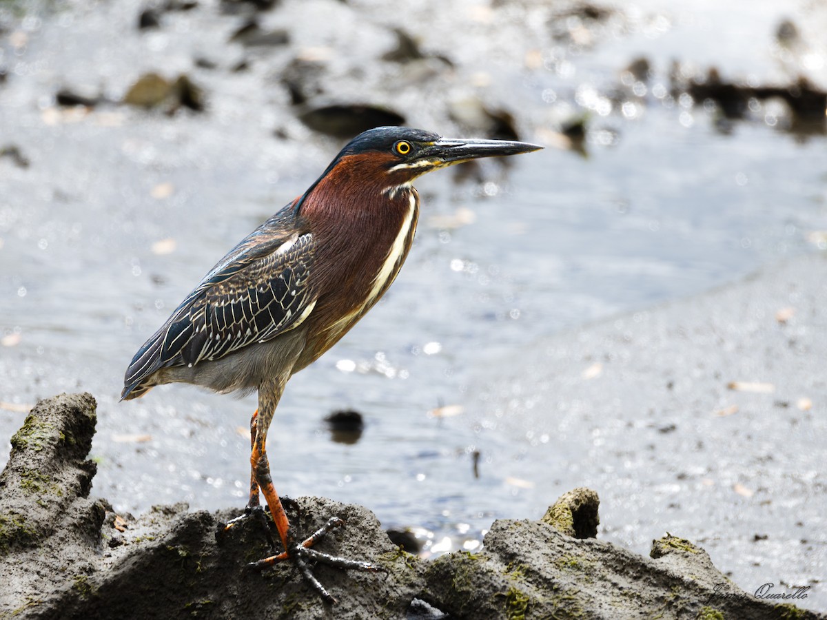Green Heron - ML636088099