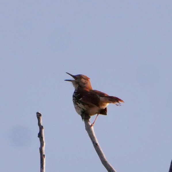 Brown Thrasher - ML636088118