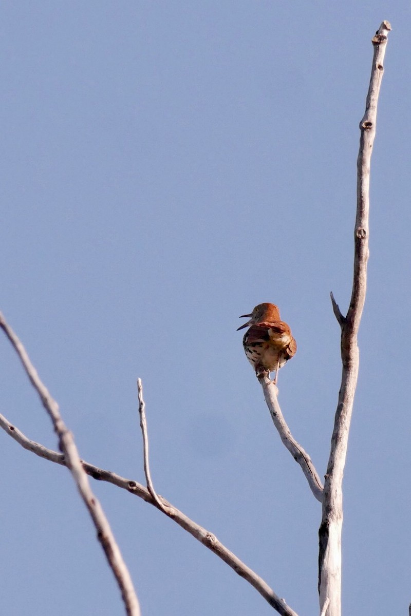 Brown Thrasher - ML636088119