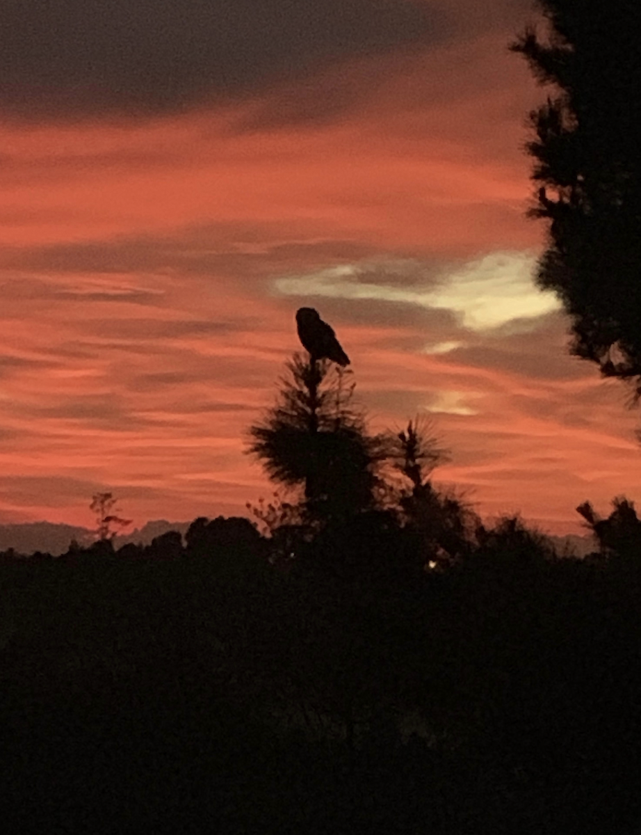 Morepork - ML636088122