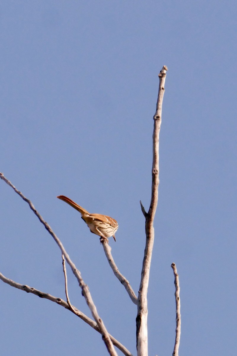 Brown Thrasher - ML636088130