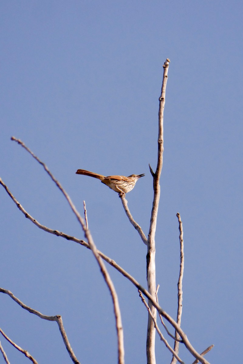 Brown Thrasher - ML636088131