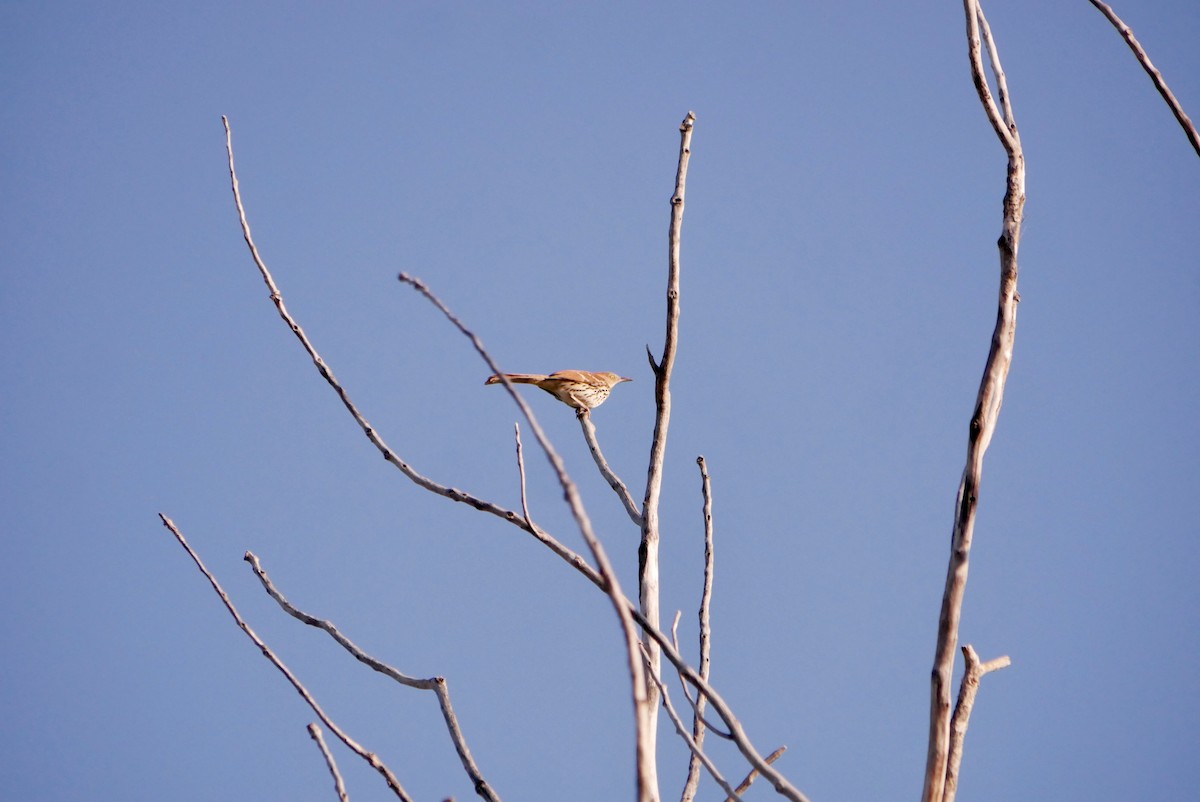 Brown Thrasher - ML636088132