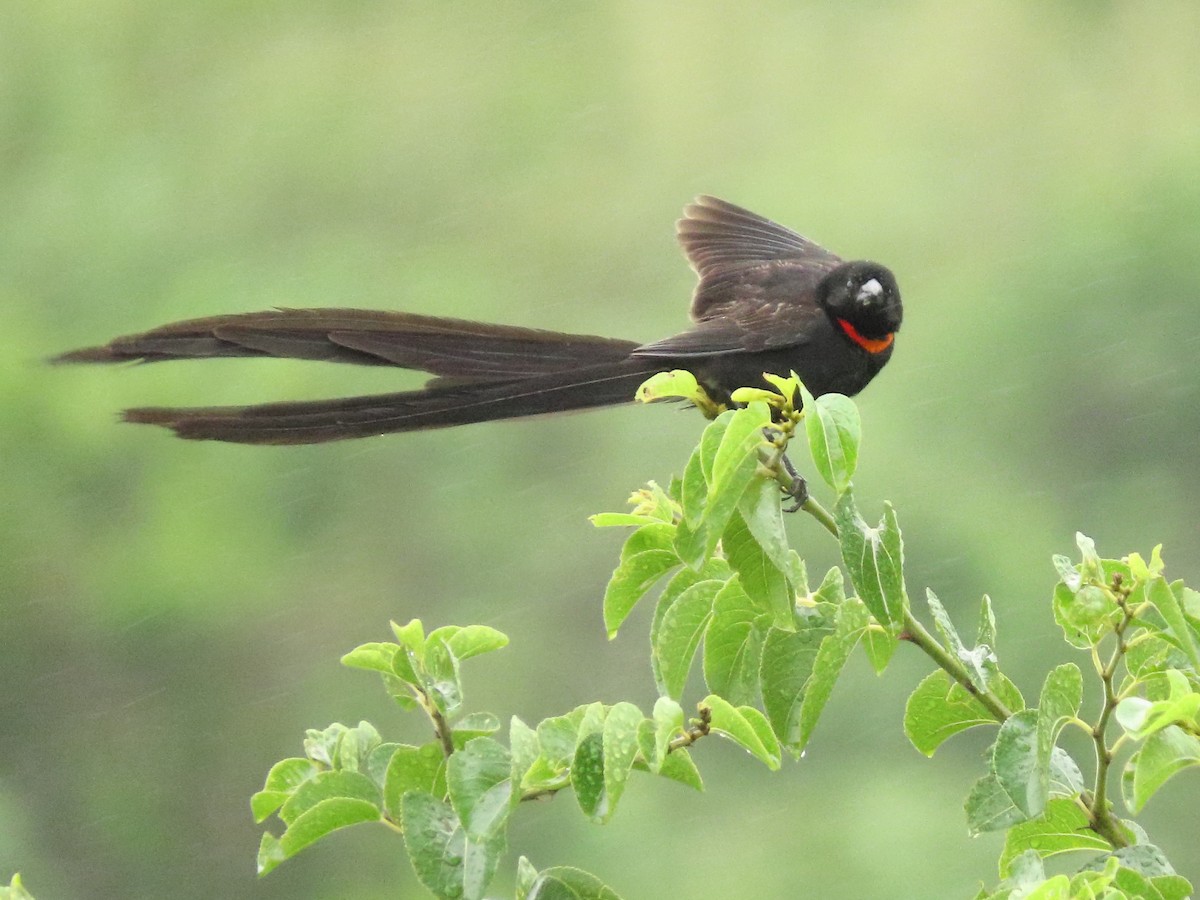 Red-collared Widowbird - ML636088142