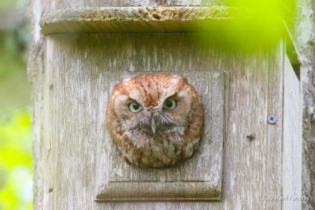 Eastern Screech-Owl - ML636088236